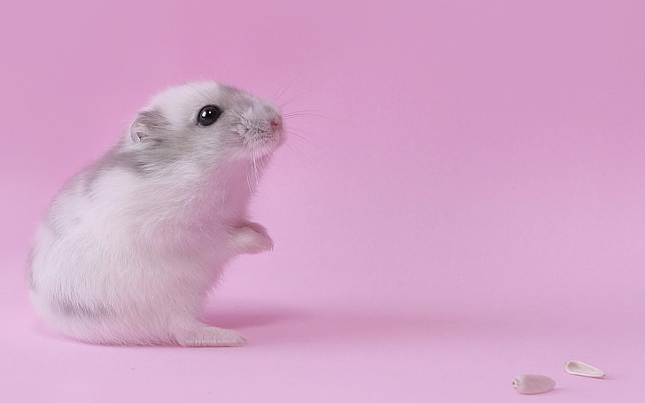 HD wallpaper: white and grey rodent, pink, animals, pink color, pets,  mammal | Wallpaper Flare