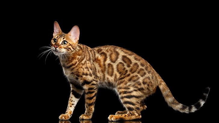 animales, felino, gato, leopardo, HD wallpaper