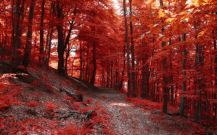 red leafed tree, maple leaf trees, nature, landscape, fall, path