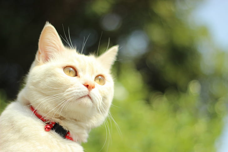 closeup photography of white cat during daytime, cats, cats, Spring, HD wallpaper