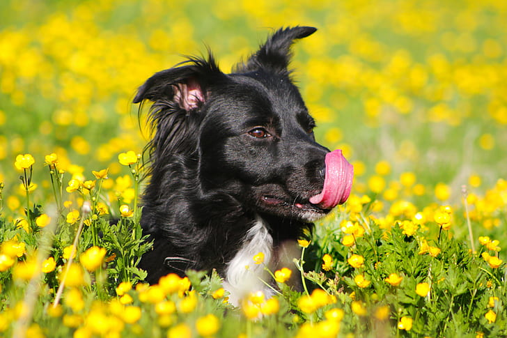 field, language, flowers, yellow, black, dog, green, buttercups