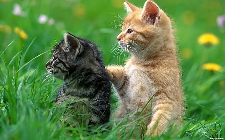 cat, grass, kittens