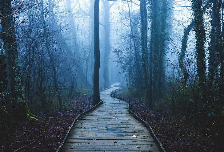 plants, trees, path, forest, land, the way forward, tranquility, HD wallpaper