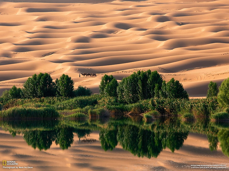lake surrounded with trees, desert, National Geographic, camels