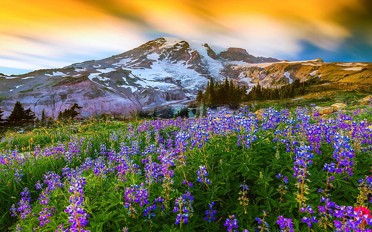 Beautiful Spring Landscape Nature Flowers Mountain Snow Mountain Paradise On Earth Mount Rainier National Park United States Desktop Wallpaper Hd 1920×1200