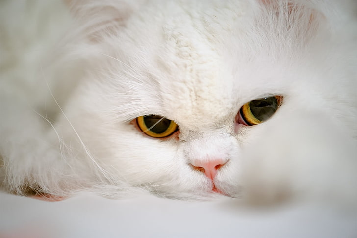 white Persian cat, adult white cat, animals, mammals, feline, HD wallpaper