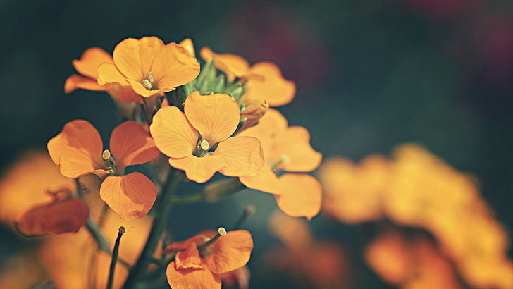 orange petaled flowers, plants, flowering plant, freshness, beauty in nature, HD wallpaper