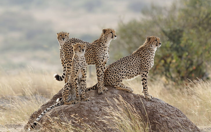 Cheetahs, cats, group of cheetah, family, hill, grass, HD wallpaper