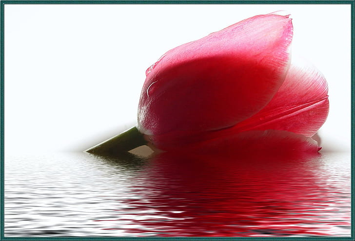 Tulip Adrift, water, floating, 3d and abstract