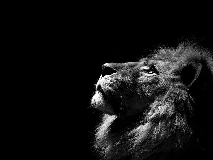 HD wallpaper: grayscale photo of lion animal, monochrome, animals, one  animal | Wallpaper Flare