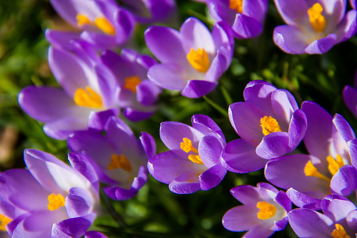 close up photography of bed of purple petaled flowers, crocus, crocus, HD wallpaper