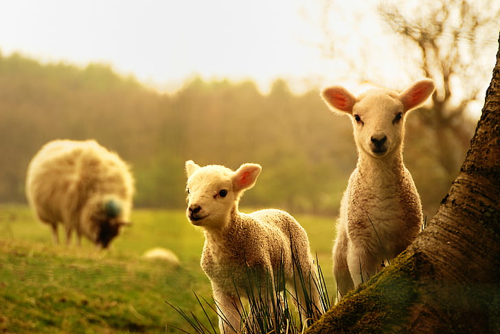 baby, lambs, sheep, tree, young