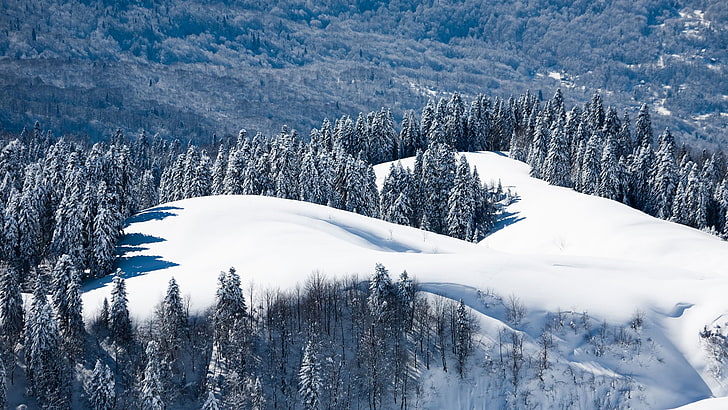 landscape, nature, pine trees, snow, winter, cold temperature