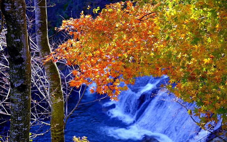 Natural Forest Waterfall Falls In Autumn Hd Quality Desktop Background, HD wallpaper