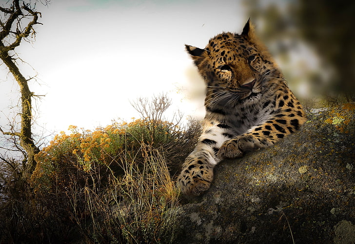 big cats, animals, leopard, wildlife, feline, mammal, animal themes, HD wallpaper