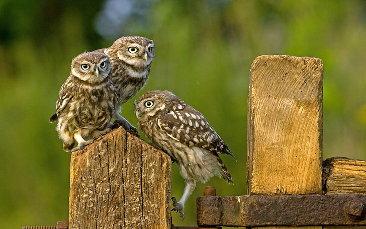 three brown-and-beige owls, birds, nature, animal wildlife, animal themes, HD wallpaper