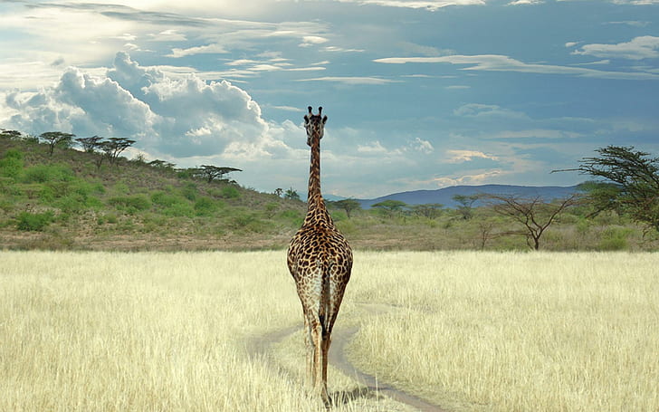 Superb Giraffe, animals, safari, africa, nature, wilderness, HD wallpaper