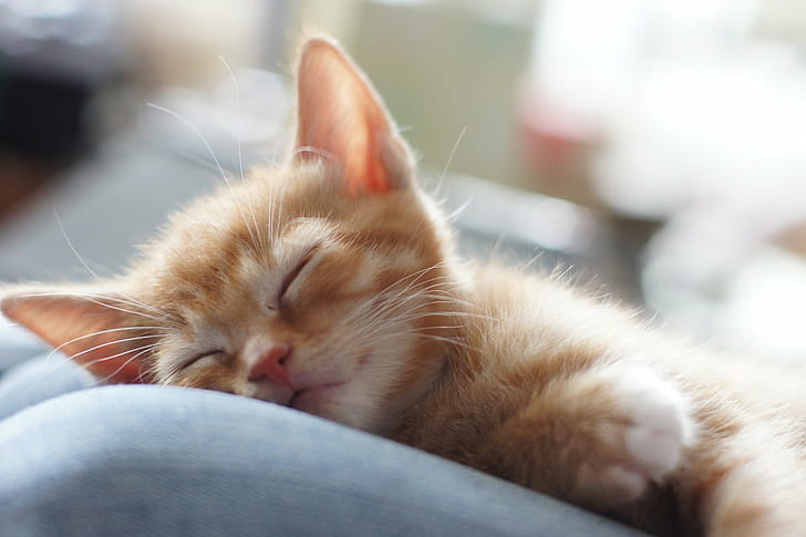 orange kitten sleeping, Sleepy time, kittens, sony, a560, f1.4, HD wallpaper