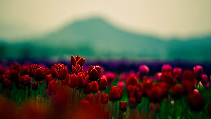 red tulips, flowers, flowering plant, beauty in nature, freshness