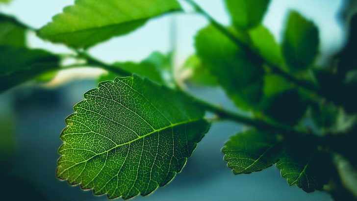 green leafed plant, macro shot of green leaves, photography, nature, HD wallpaper