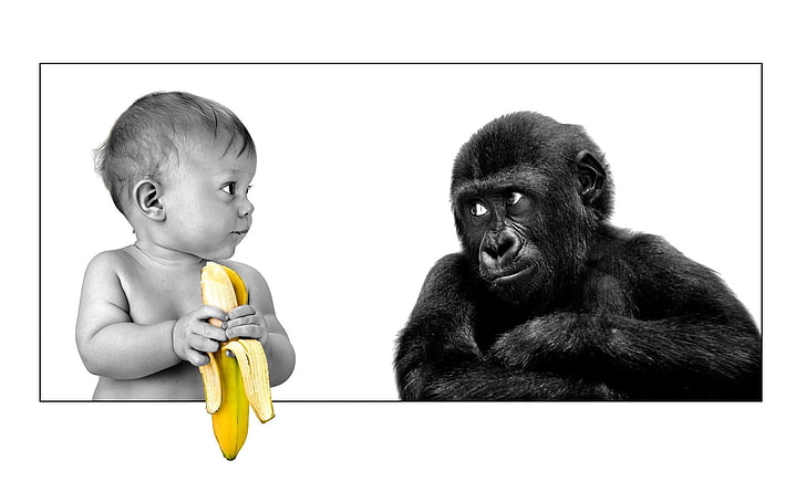 baby funny bananas monkeys 1920x1200  Entertainment Funny HD Art
