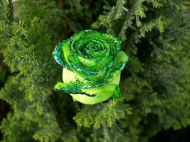 HD wallpaper: St Patrick's Day Green Rose Flower Macro HD, nature |  Wallpaper Flare