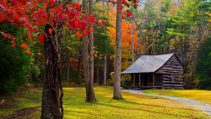 grass, townsend, carter shields cabin, usa, united states, tennessee, HD wallpaper