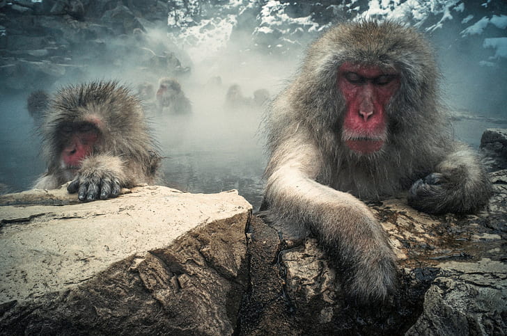 Japanese macaques, monkeys, red face ape illustration, rocks
