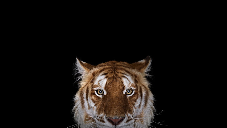 photography, tiger, simple background, big cats, Bengal tigers, HD wallpaper