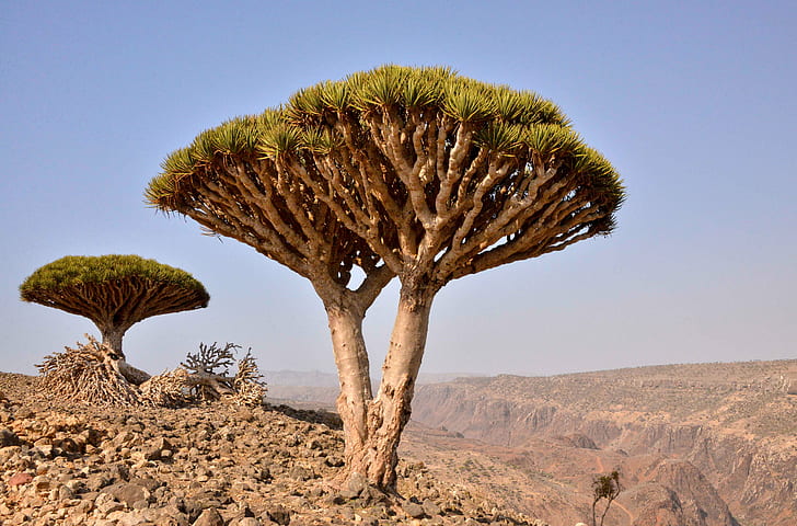 brown and green tree on dry land, Dragon's Blood Tree, Socotra Island, HD wallpaper