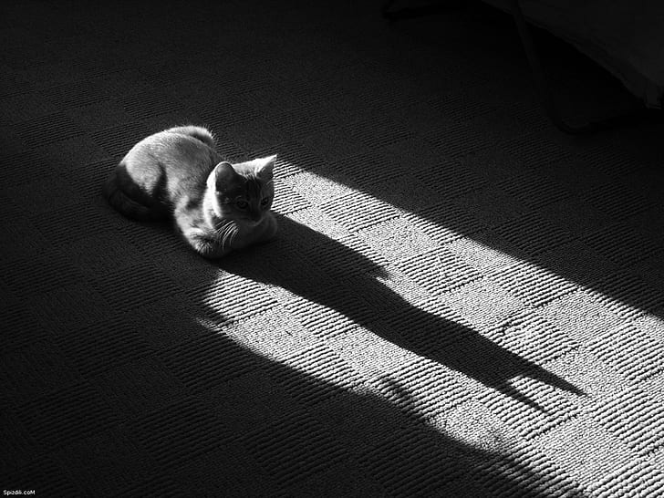 cat, feline, shadow, HD wallpaper