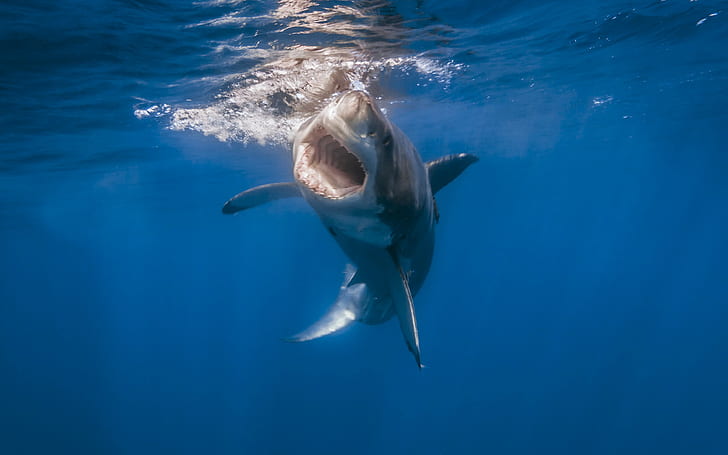 Shark, amazing, whale shark, Amazing Animals, Nature, Sea, HD wallpaper