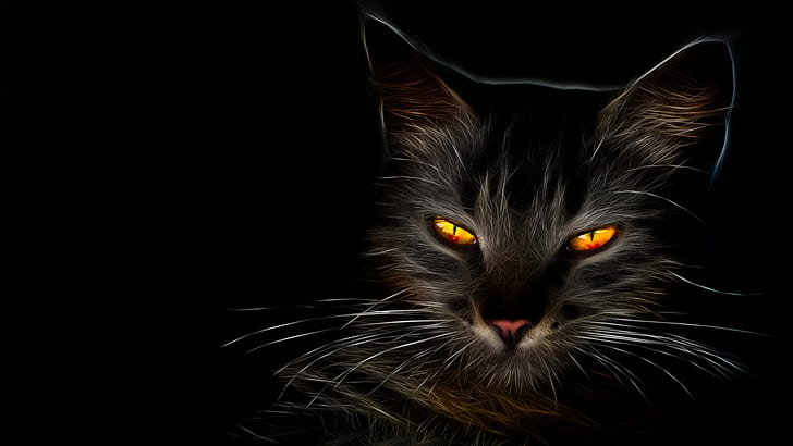 cat, dark, cat eyes, whiskers, darkness, kitten