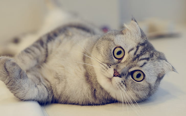 Cute Scottish Fold Cat, beautiful, curious, HD wallpaper