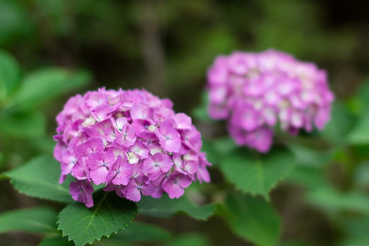 close-up photography of purple petaled flowers, hydrangea, matsudo, chiba, japan, hydrangea, matsudo, chiba, japan