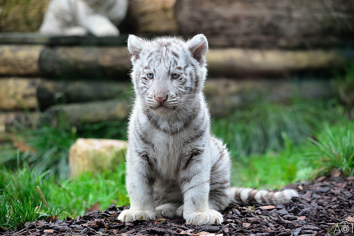 white tiger cub, cat, wild cat, predator, animal, nature, cute, HD wallpaper