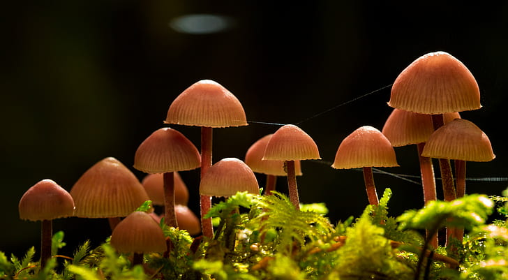 brown mushrooms on green grasses photo during night, troops, jpg, HD wallpaper