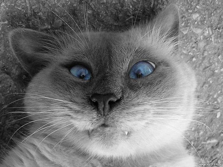 grayscale photo of short-haired cat, selfies, selective coloring, HD wallpaper