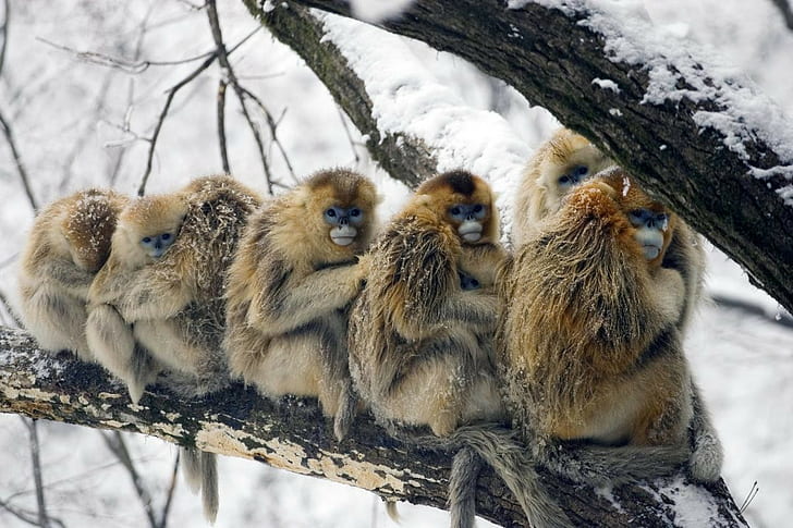 animals, snow, branch, monkey, China