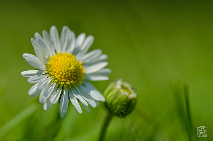 tilt shift photography of white Daisy flower, daisy, Sisters, HD wallpaper