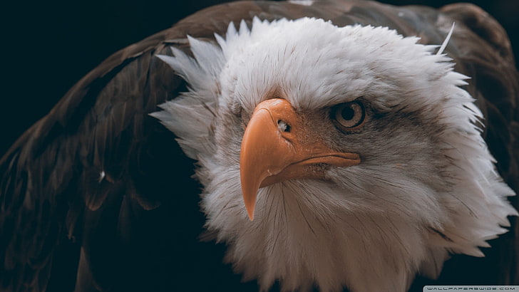 bald eagle, birds, animals, closeup, feathers, freedom, animal themes