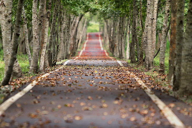 gray concrete road, nature, tilt shift, fall, trees, leaves, forest, HD wallpaper