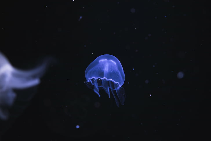 nature, animals, jellyfish, Medusa, underwater, sea, HD wallpaper
