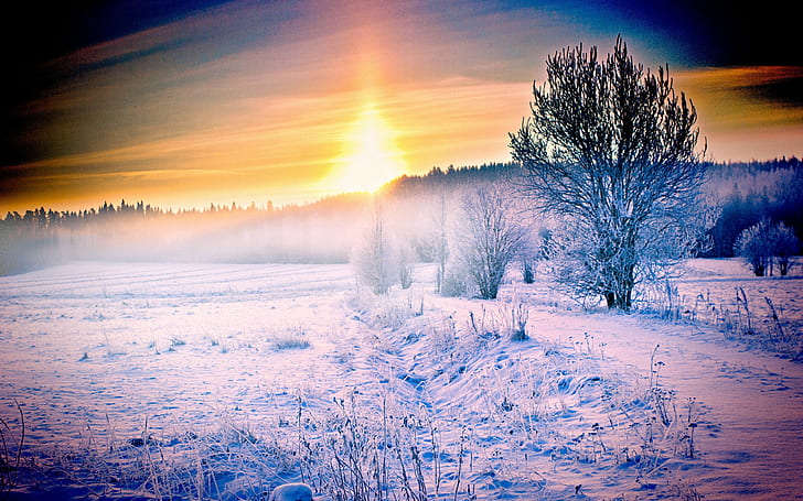 nature, snow, sunlight, winter, trees