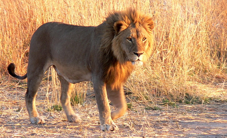 lion hd  1080p high quality, animal themes, mammal, animal wildlife