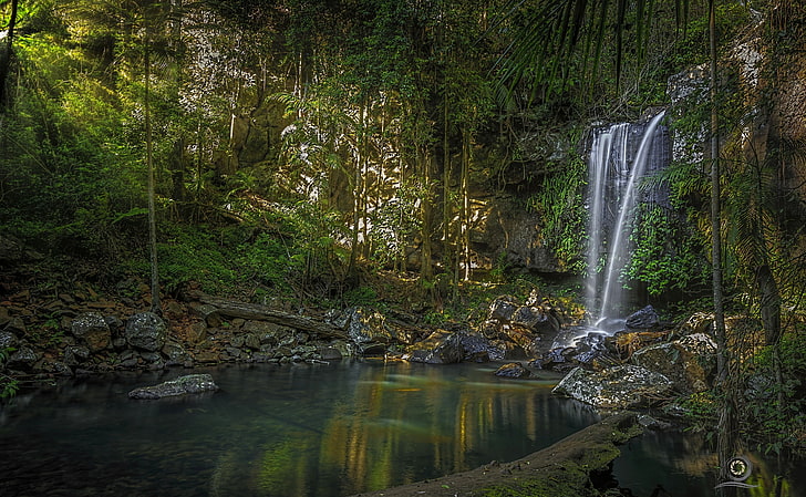 forest, river, waterfall, Australia, Queensland, QLD, Curtis Falls, HD wallpaper