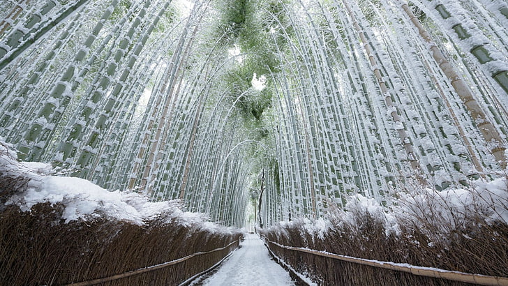 Hd Wallpaper Bamboo Asia Japan Kyoto Arashiyama Path Pathway Forest Path Wallpaper Flare