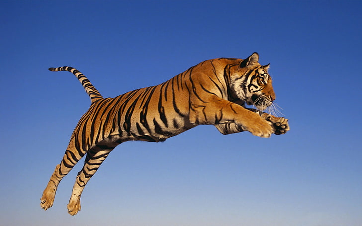 adult tiger, jump, predator, animal, striped, mammal, wildlife, HD wallpaper