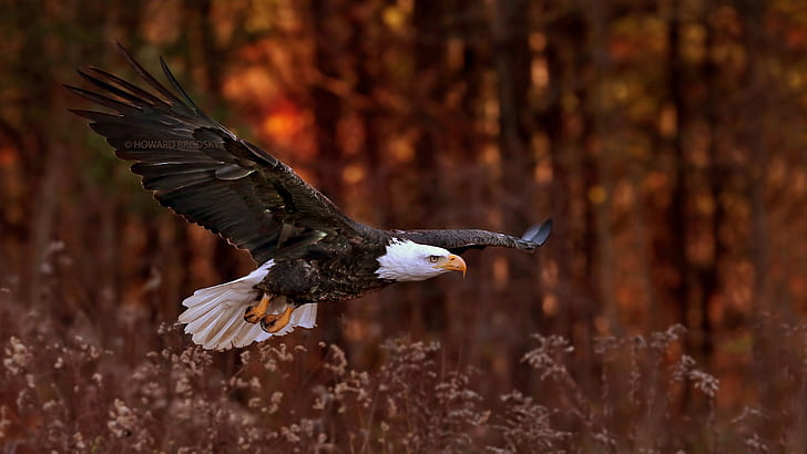 2560x1440 px animals Bald Eagle birds eagle nature Technology Windows HD Art
