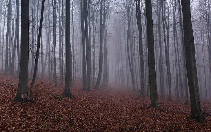 bare trees, nature, forest, mist, leaves, fog, mystery, autumn